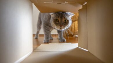 Why Are Cats Curious?  What to do when curiosity turns naughty