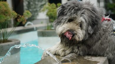 Do dog faucets encourage students to drink more water?  Experts answer