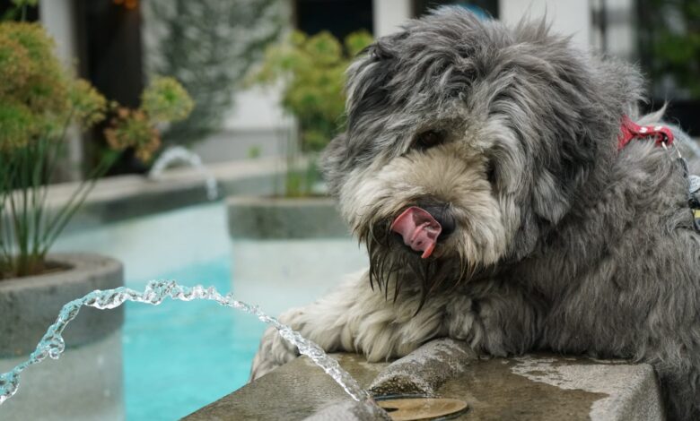 Do dog faucets encourage students to drink more water?  Experts answer