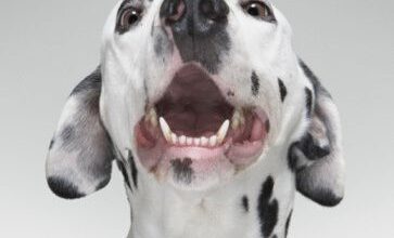 Dalmatian dog having hiccups