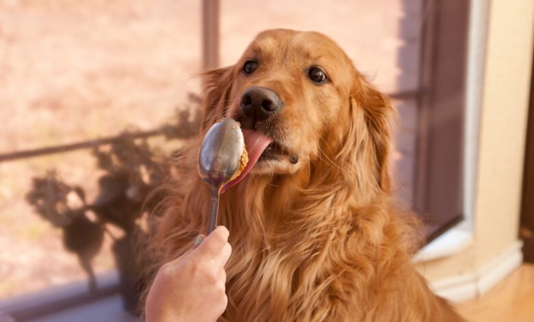 The 11 Best Peanut Butters for Dogs, Spreads, and Kong Fillers