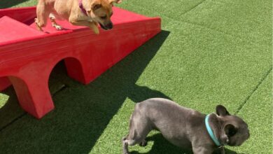 dogs playing at dog daycare
