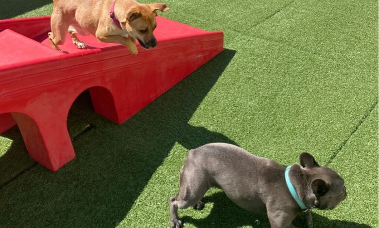 dogs playing at dog daycare