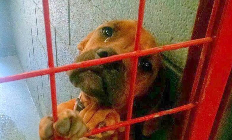 The dog cried all night because no one chose her, the shelter posts photos of her as a last resort