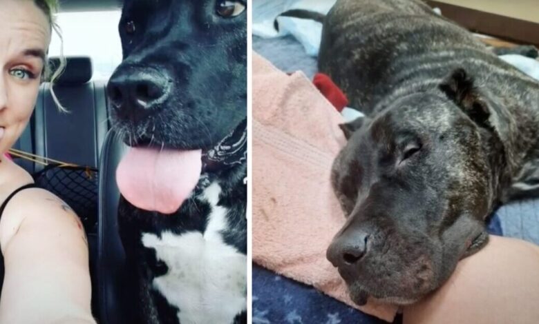 Completely healthy dog ​​suffers fatal brain damage after routine vet visit