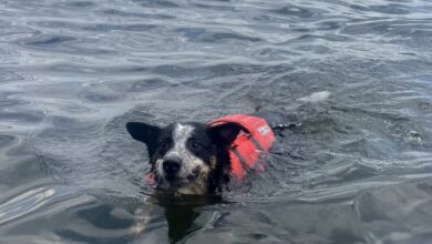 Rover Test Pups Review Outward Hound's Granby Splash Dog Lifejacket