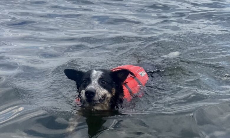 Rover Test Pups Review Outward Hound's Granby Splash Dog Lifejacket