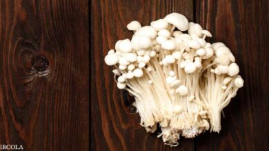Ergothioneine: The Mushroom's Stealth Ingredient