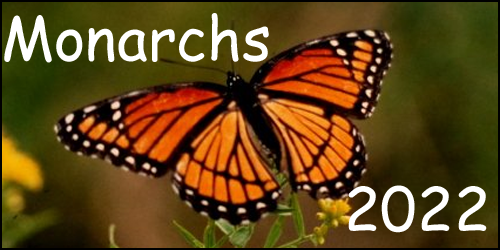 Monarch Butterfly Update 2022 - Raised by that?