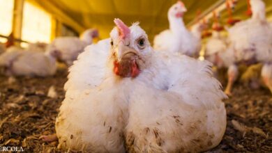 Genetically modified hens created to kill their own chicks