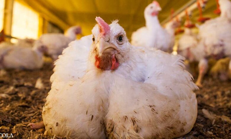 Genetically modified hens created to kill their own chicks
