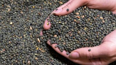 Daily Harvest recalls lentils amid food poisoning claims on social media: NPR