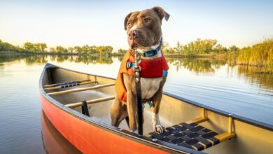 Do all dogs need to wear life jackets when swimming?