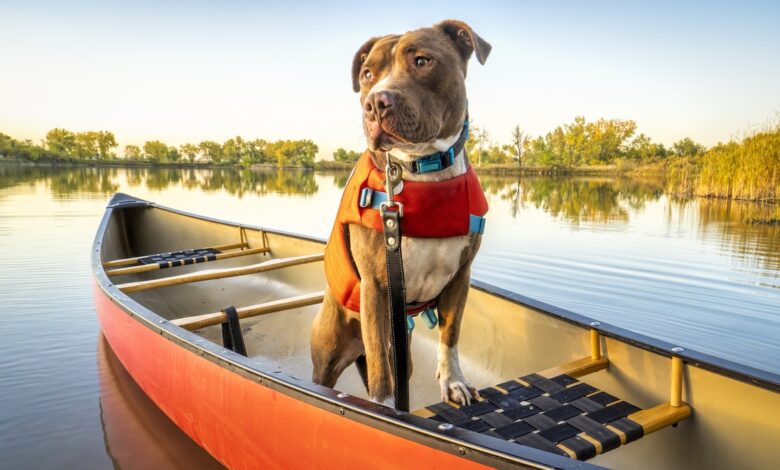 Do all dogs need to wear life jackets when swimming?