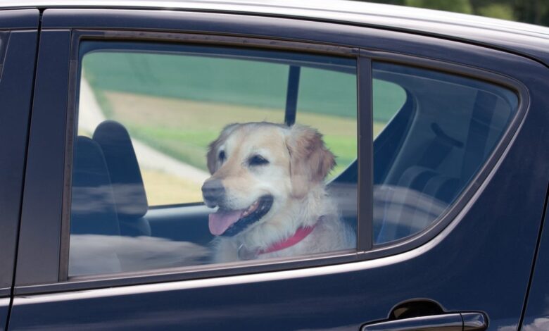 4 ways to protect dogs in hot cars