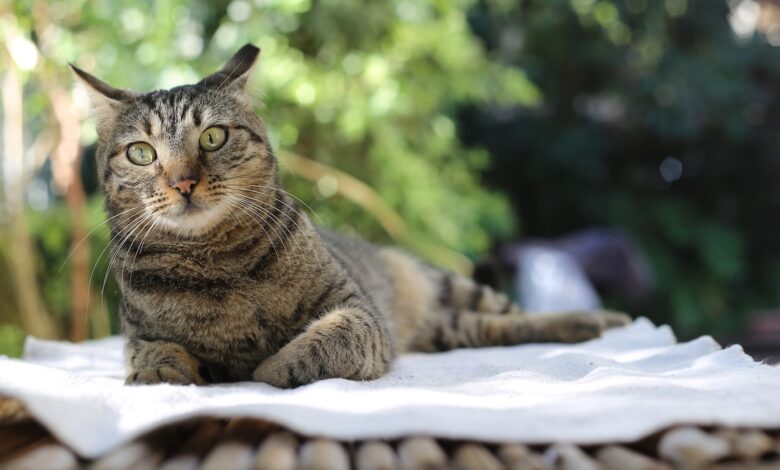 Can Cat Cooling Mats Really Help Hot Cats?  We asked the experts