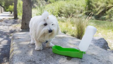 Do you need a dog water bottle?  The Hidden Value of Cellular Hydration