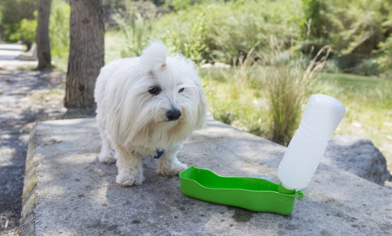 Do you need a dog water bottle?  The Hidden Value of Cellular Hydration