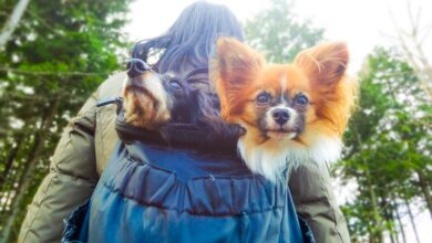 Do you need a dog backpack?  Advantages and disadvantages of backpack brands