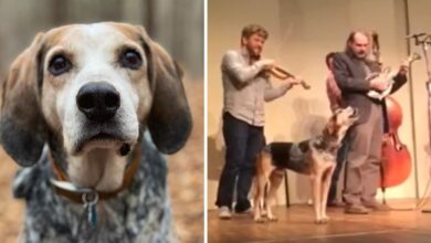 Musical Hound joins his dad's band on stage for a good howl