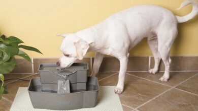 Is the PetSafe Multi-Stage Fountain Worth it?
