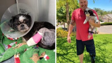 Shih-Tzu with amputated leg was saved by detective with prosthetic leg
