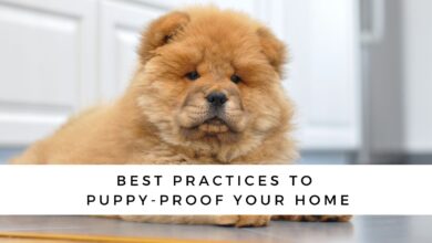 Best practices for fighting puppies in your home