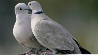Two turtle doves. Pic: AP