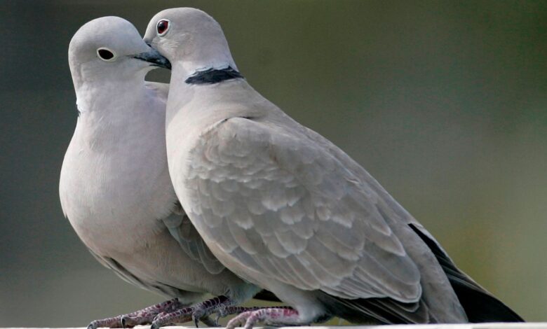 Two turtle doves. Pic: AP