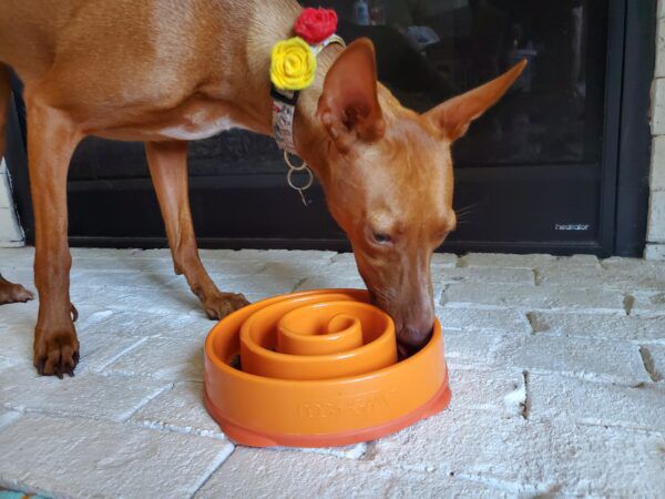 The dog eats the bowl slowly to prevent the dog from hiccups