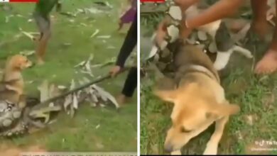 Brave young men rescue their family dog ​​from a Boa