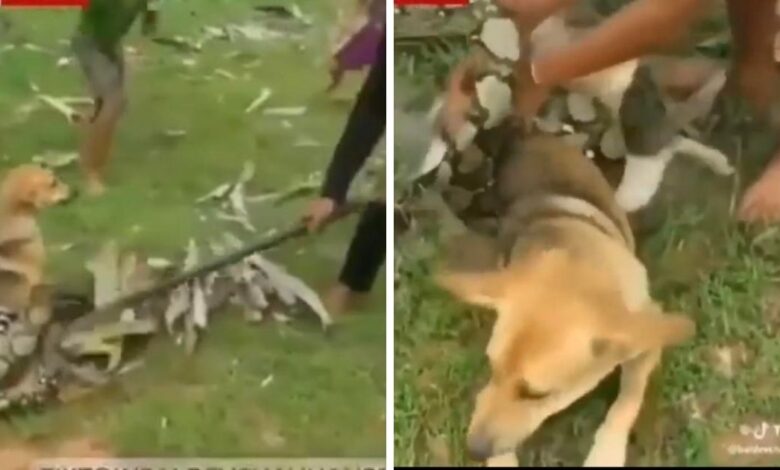 Brave young men rescue their family dog ​​from a Boa