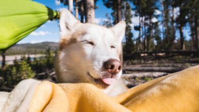 How to prepare for dog summer with thick coats