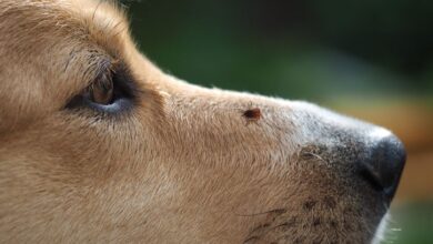 identifying tick bites on dogs tick on dog face