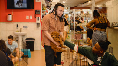 No more puppies in the pet store?  New York may eventually ban sales.