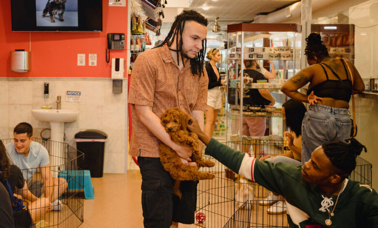 No more puppies in the pet store?  New York may eventually ban sales.