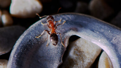 In NYC apartments, ants go on parade