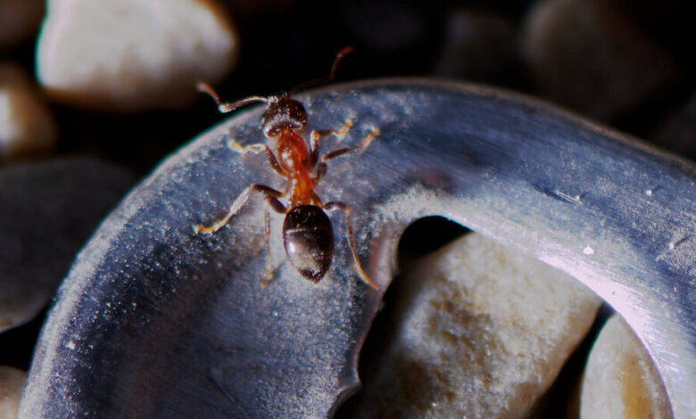 In NYC apartments, ants go on parade