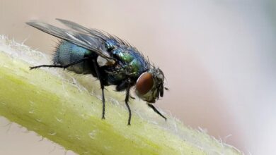 Scientists in US Hack Fruit Flies