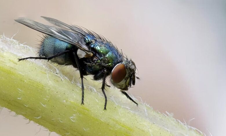 Scientists in US Hack Fruit Flies