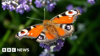 Large numbers of butterflies: People have asked to join to help tackle extinction