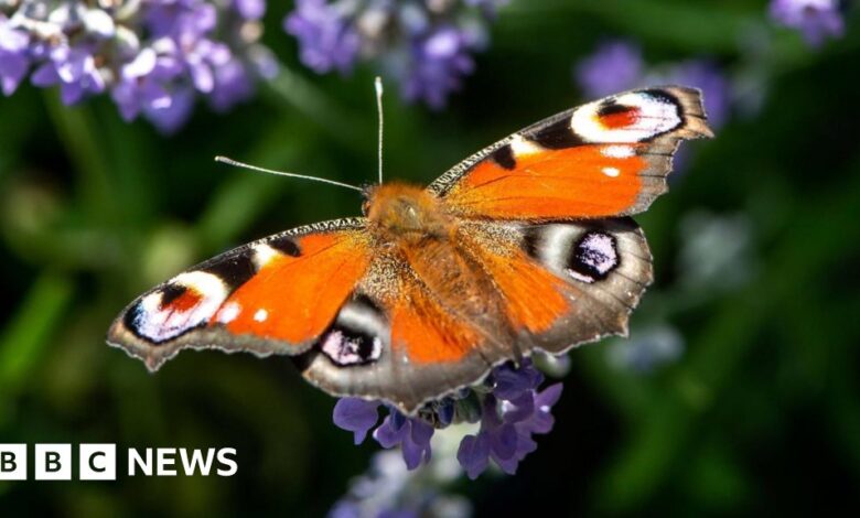 Large numbers of butterflies: People have asked to join to help tackle extinction