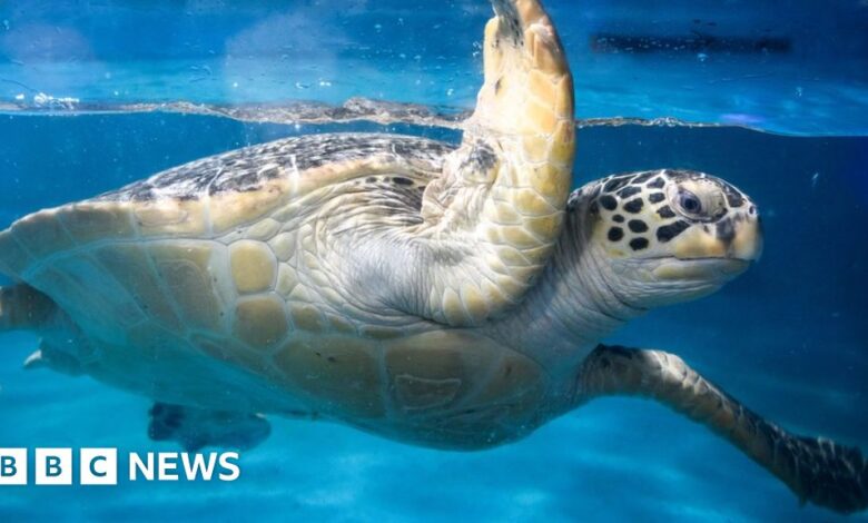 Dozens of sea turtles found stabbed off the coast of Japanese island