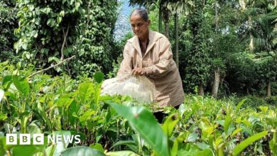 Sri Lankan tea farmers struggle to survive