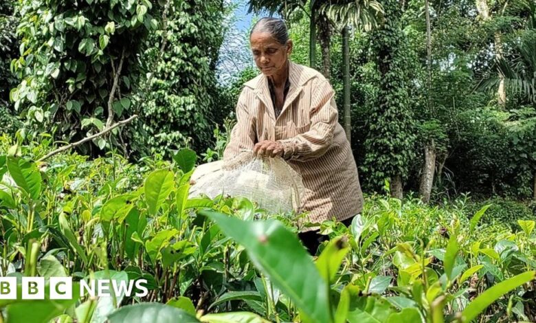 Sri Lankan tea farmers struggle to survive