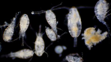 Evolved beyond climate change, Tiny Marine Animals Provide New Evidence of Long Theorized Genetic Mechanism - Do You Stand Out?