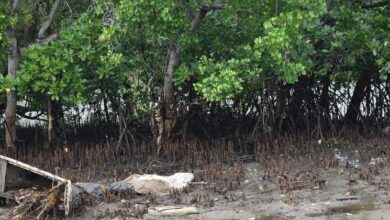 With mangrove conservation, Kenya's coastal communities sow the seeds of sustainable 'green growth' |