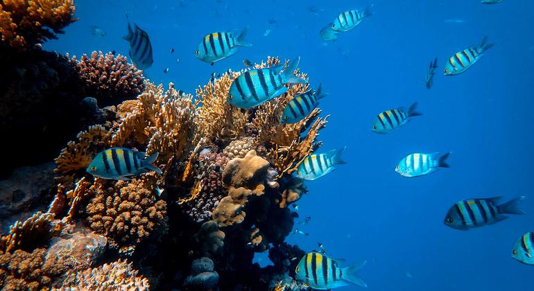 UN Ocean Conference ends with call for greater ambition and global commitment to tackle the ocean's deplorable state |