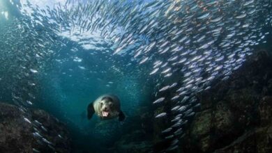 Ocean Conservancy announces the winners of the 2022 photo contest
