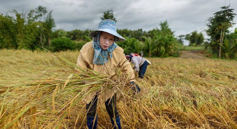 UN and partners meet to tackle 'grave' status of global food crisis |